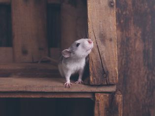 宠物老鼠在一个木箱里