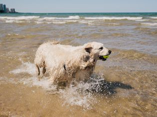英国拉布拉多狗在海滩水里散步，嘴里含着网球
