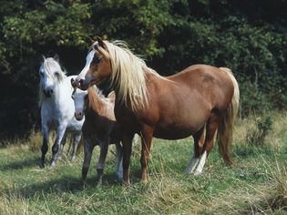 在田野里的三匹威尔士山地矮种马，包括栗色的怀孕母马和小驹，以及灰色的矮种马