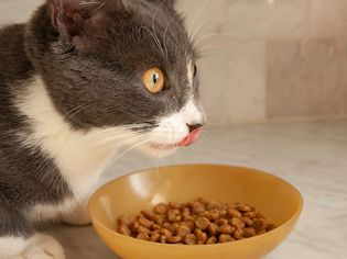 A cat near a bowl of Natural Balance Limited Ingredient Dry Cat Food