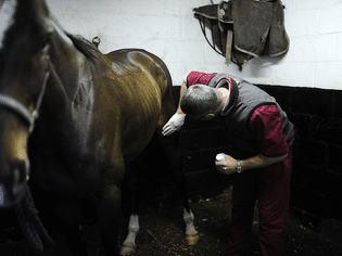 兽医检查马的窒息问题。