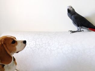 小狗看着沙发上栖息的小鸟