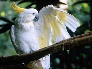 一只白色的硫冠凤头鹦鹉坐在树枝上，左翅展开。