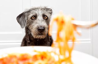 一只黑色的毛茸茸的狗盯着一盘意大利面。