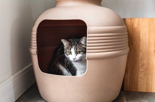 cat in its litter box