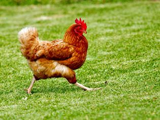 Chicken walking in grass field