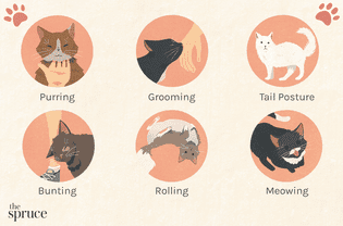 猫是如何表达爱的插图
