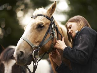 照顾一匹戴着笼头的马的妇女。