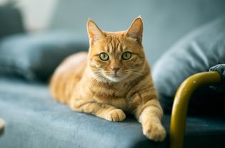 一只橙色的猫，绿眼睛躺在一张蓝绿色的椅子上