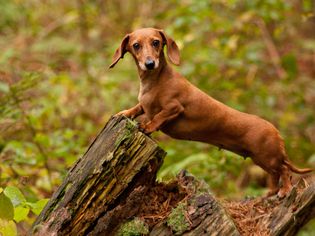 一只棕色的迷你腊肠狗站在森林里的树桩上
