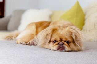 棕褐色的北京哈巴狗，毛茸茸的耳朵躺在浅灰色的沙发上