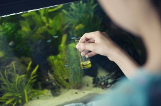 女孩使用化学测试套件来测量家庭水族馆的水的质量