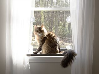 Fluffy cat sitting on the Kitty Cot Original World's Best Cat Perch attached to a window