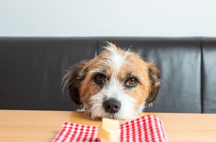 一只混合梗狗盯着桌上的一块奶酪
