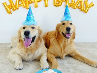 狗的生日聚会