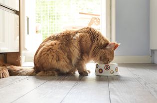 Cat Eating Food On Floor