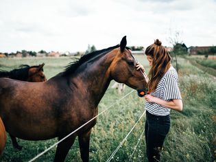 女孩抚摸马