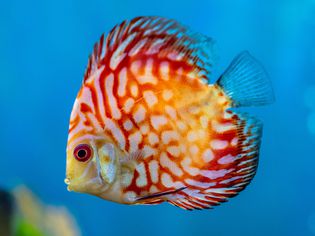蓬帕杜鱼，红色和黄色的鳞片和鳍上有白色斑点