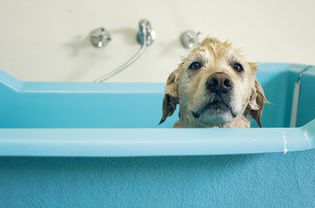 沐浴中的金毛猎犬