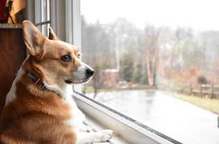 焦虑分离的棕色柯基犬望着窗外