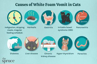 Causes of White Foam Vomit in Cats