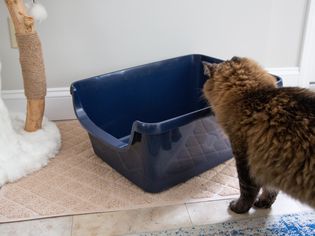Frisco High Sided Cat Litter Box displayed on rug while cat looks inside