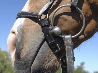 一匹马的特写，带着一个松散的环嗅嚼子