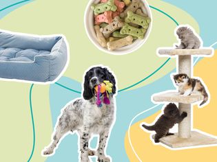 A variety of pet products on a colorful background