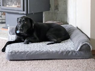 Large black dog laying on the Furhaven Pet Plush Orthopedic Sofa displayed on beige carpeting next to a heater