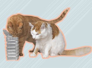 Two cats looking at aluminum tins of wet cat food outlined in pink and displayed on a grey background