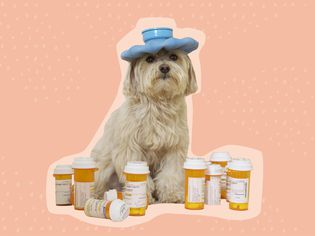 Collage of a dog with an icepack on its head surrounded by medication bottles on a pink background