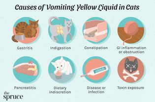Causes of Vomiting Yellow Liquid in Cats