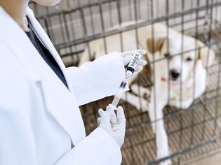 兽医为狗接种狂犬病疫苗