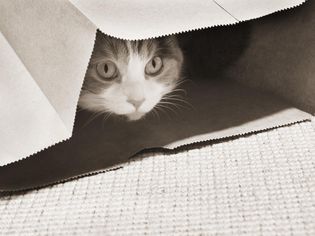 纸袋里的猫