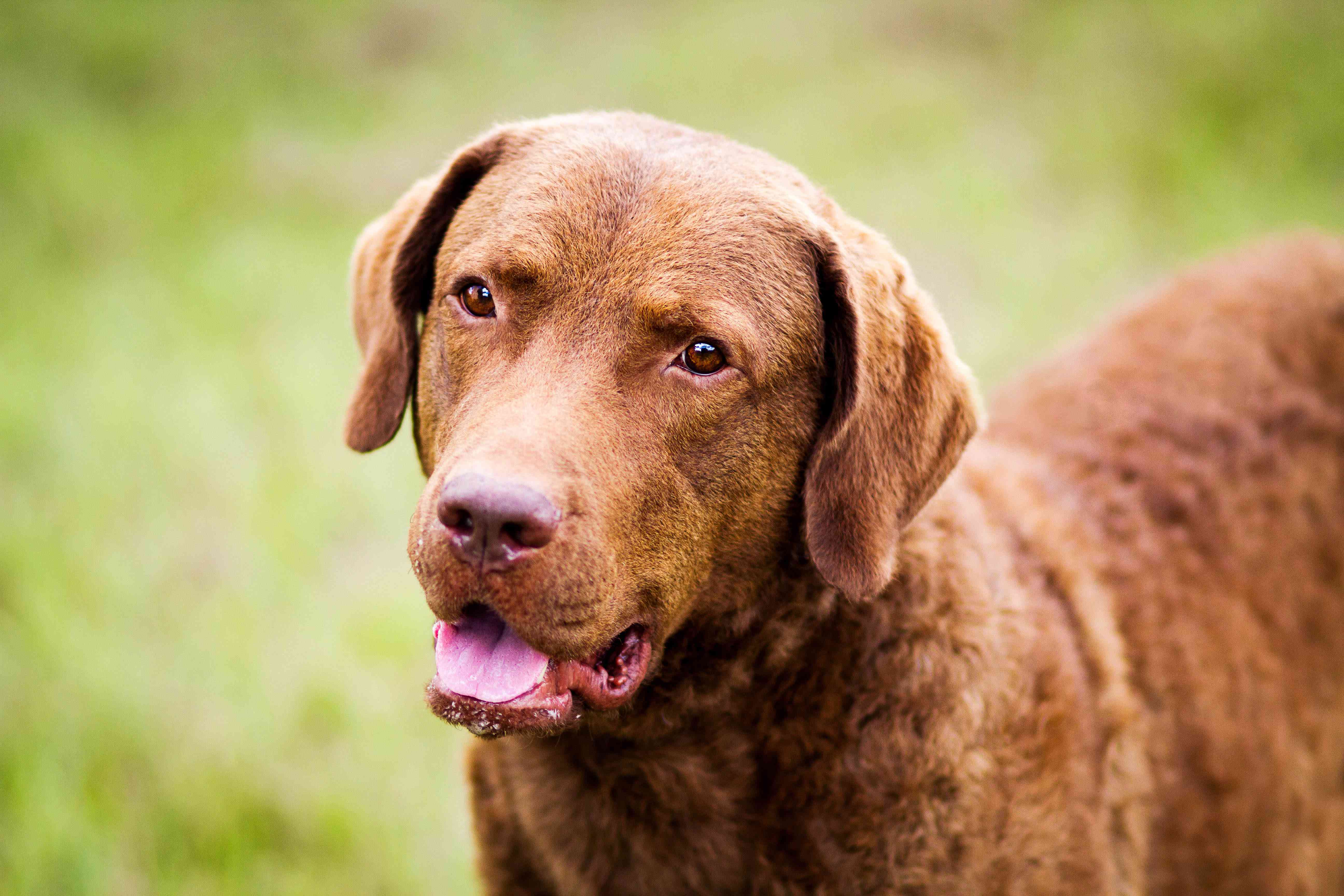 切萨皮克湾猎犬肖像