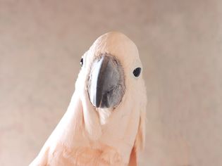 白色凤头鹦鹉头部和灰色喙特写