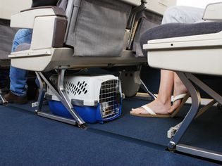 宠物狗被放在飞机座位下