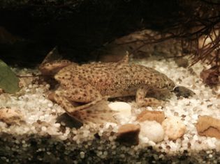 一只非洲矮蛙在水族馆的白色砾石上休息