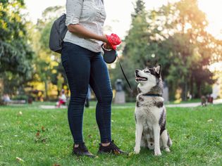 这是一名女子在公园里和她的哈士奇狗在袋子里捡完便便后脖子朝下的照片。