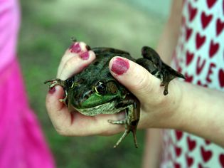 一只手牵着一只青蛙