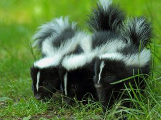 三只臭鼬宝宝躺在草地上