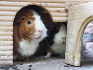 Close-up of two guinea pigs in a pet house