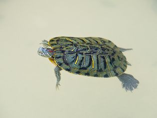 一只红耳龟在鱼缸里游泳