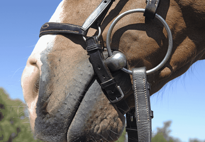 马带着一个松散的环塞嚼子