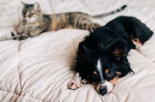 黑棕白三色的狗躺在床罩上，旁边是棕黑猫