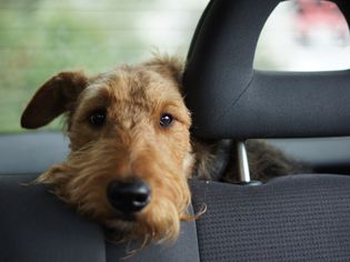在车里等候的狗