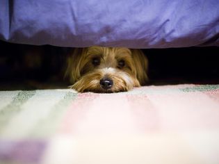 床下受惊的狗