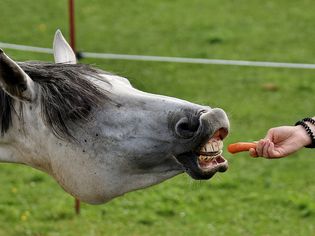 给马和小马喂食安全