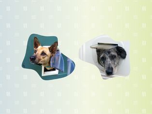 Collage of two dogs' heads peeking out of dog doors on a colorful background
