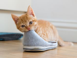 小猫在啃鞋子